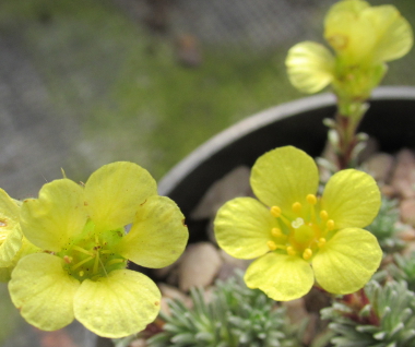Saxifraga 'Gratoides' 